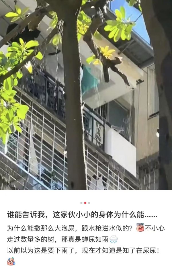 可靠股票配资网 新闻多一度 | 晴天在树下“淋雨” 专家: 可能是“蝉尿”